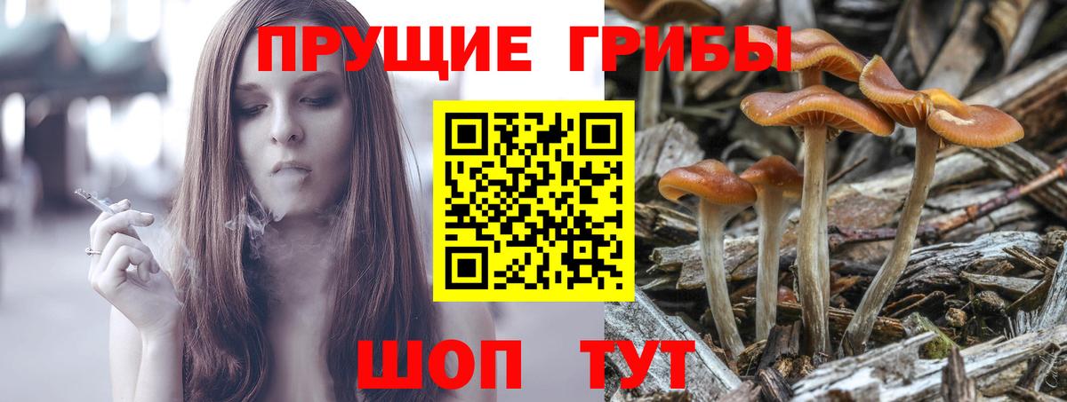 Галлюциногенные грибы Psilocybine cubensis Новоалександровск